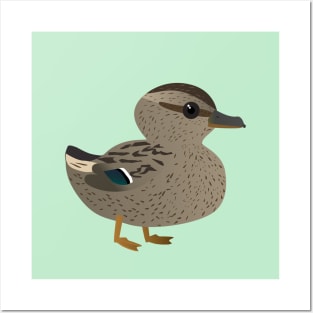 Cute female mallard Posters and Art